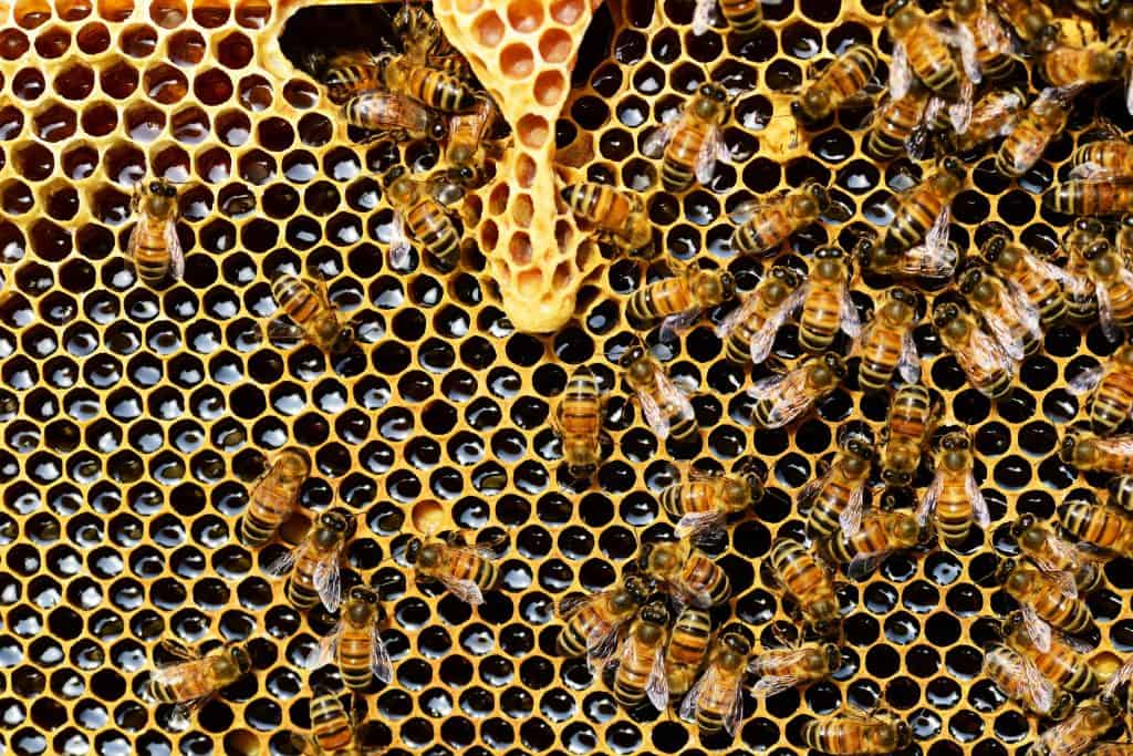 queen-cup-honeycomb-honey-bee-new-queen-rearing-compartment-56876-56876 Detailed view of honey bees on a vibrant honeycomb filled with honey in a beehive.